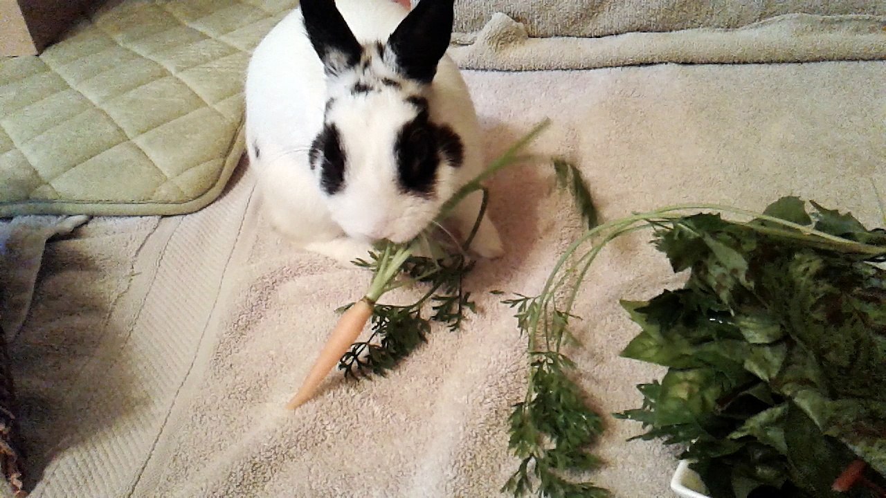 Pinou déguste une carotte (29/07/2017)