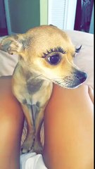 Quand tu maquilles ton chien voici le résultat