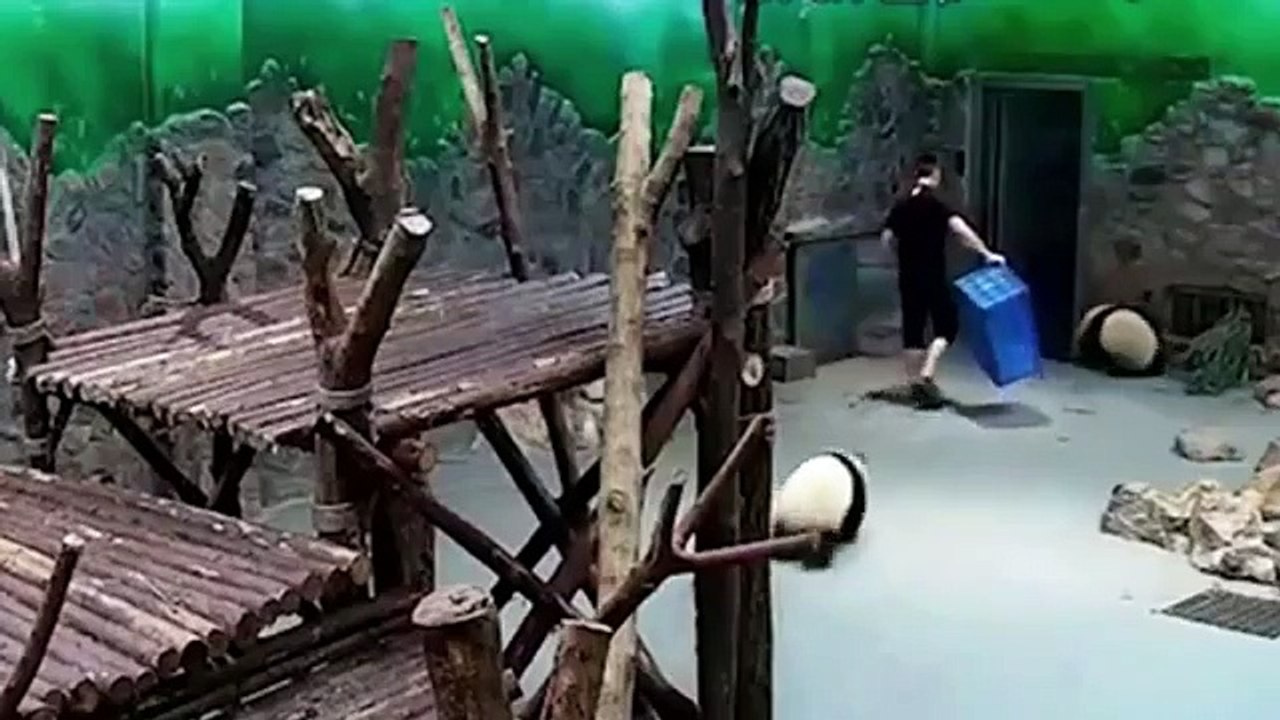 Des actes indignes sur des pandas
