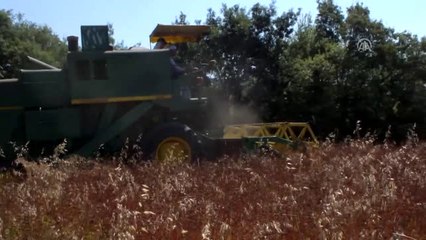 Karabuğday Hasadı Çiftçiyi Sevindirdi