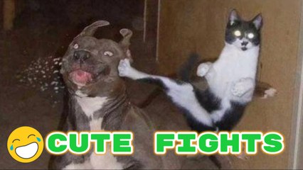 FUNNY FIGHT - CAT vs DOG