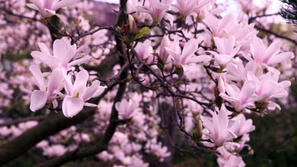 Japanese cherry bloom II UHD 4K