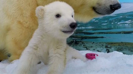 Video herunterladen: Australian polar bear cub thrilled to explore new enclosure