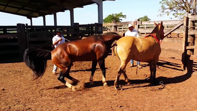 Animals Mating Videos Top 10 Horse Mating & Donkey Mating Funny Animals 2017 pt2