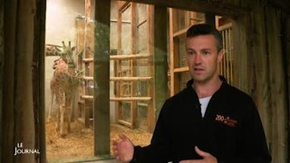 Le Nature Zoo de Mervent accueille deux nouvelles girafes
