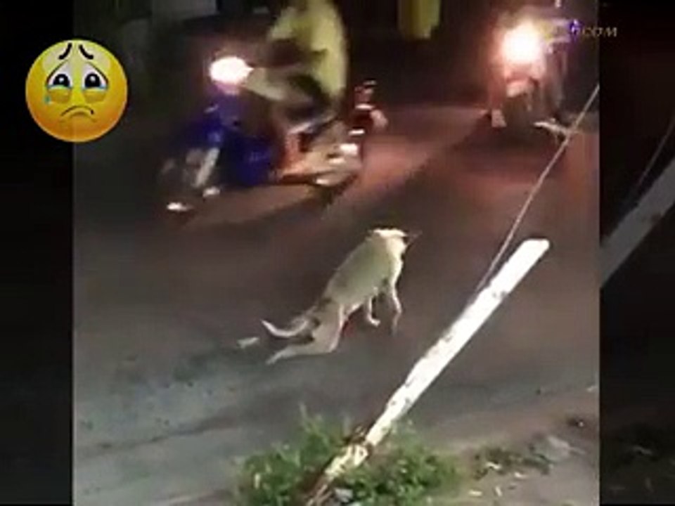 funny animals