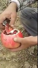 الفن  الاحترافي في تقشير الرمان