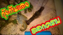 กุ้งก้ามแดง ลอกคราบ เป็นแบบนี้เอง