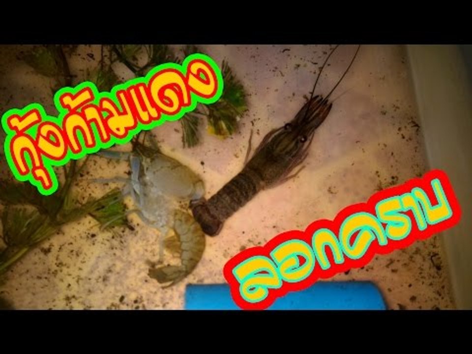 กุ้งก้ามแดง ลอกคราบ เป็นแบบนี้เอง