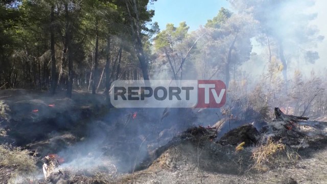 Report TV - Zjarri në Pyllin e Sodës