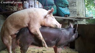 Mating Black Sow with Supper Boar