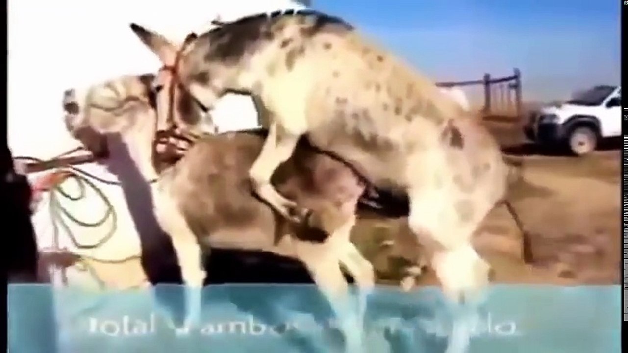 Animals mating - Horse mating, Donkey mating - Funny horse mating