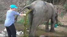 Femme aide un éléphant qui souffre d'une occlusion intestinale