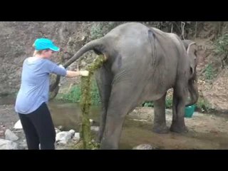 Femme aide un éléphant qui souffre d'une occlusion intestinale