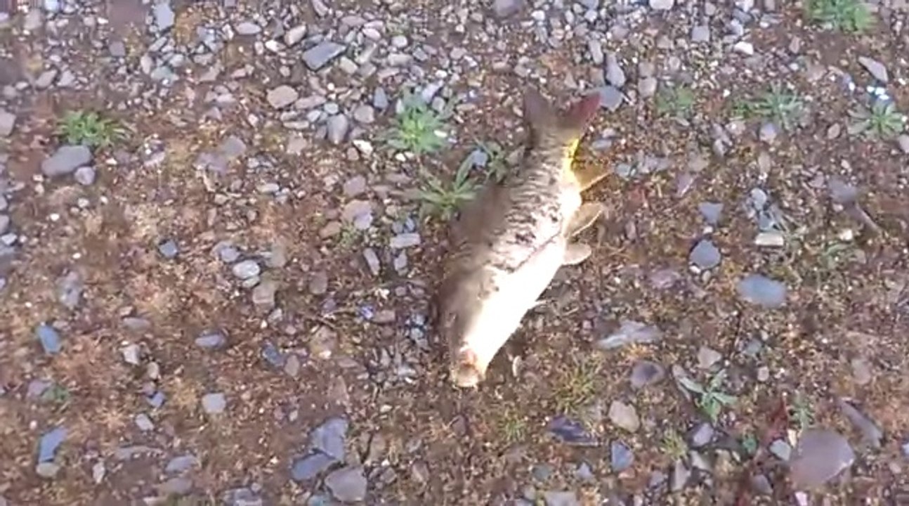 Aynalı Sazan Avı - Balığı Öyle Bi Çektiki Kayalıklara Takıldı