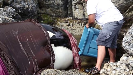 Sauvetage d'une baleine échouée dans les rochers pendant la marée basse