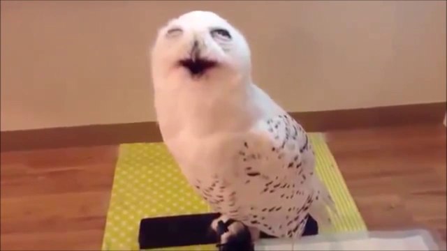 Vous n'allez pas resister au rire de cette chouette.