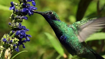 Walking With Dinosaurs - 4 of 6 - Giant of the Skies - 1080p HD