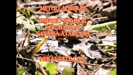 Metulj admiral  Vanessa atalanta