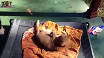 Gatos Robando Comida a Perros new [HD]. Videos de Risa de Gatos