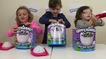 HATCHIMALS SURPRISE EGGS OPENING Magical Animals Hatching EGG Spin Master Kids Toys Ryan T