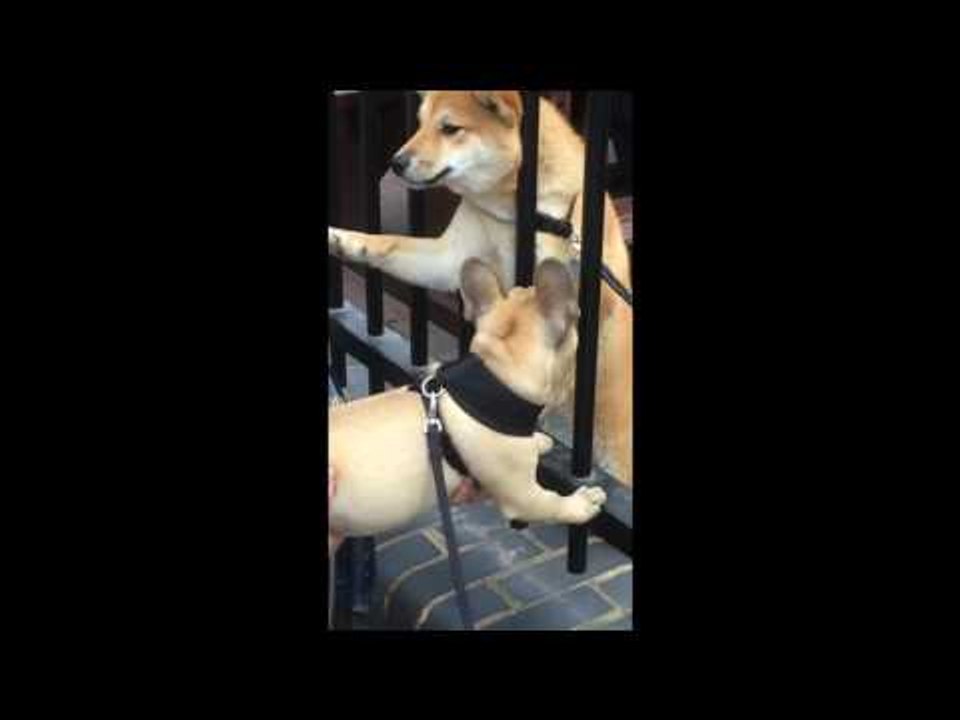 Shiba and French Bulldog Experience Love at First Sight