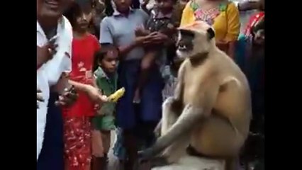 El mono con poderes que bendice a las personas aseguran es un Dios