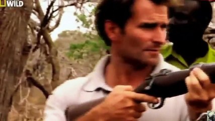BUFALOS CAFRES ATACANDO A PERSONAS - DOCUMENTALES 2017