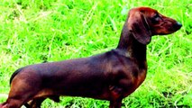 10 mejores razas de perros pequeños |