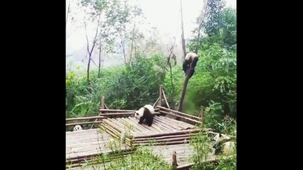 Super FUNNY ANIMALS - TRY TO STOP LAUGHING (Part 2)