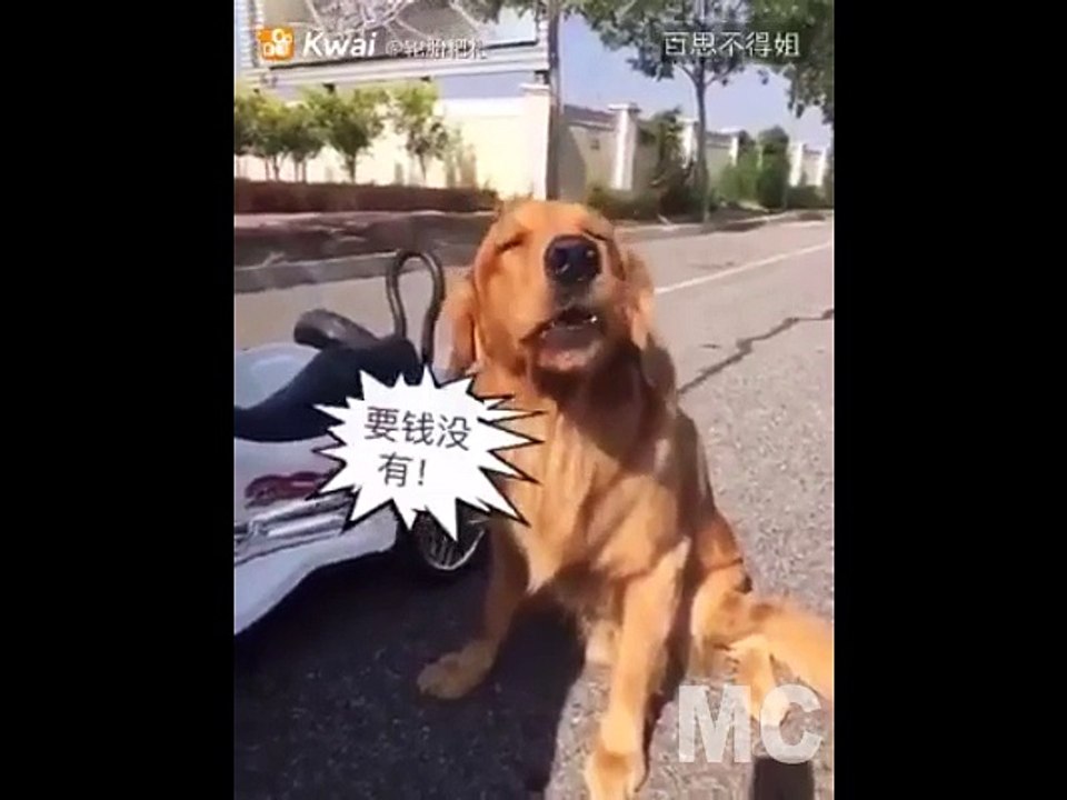 Clever Dog vs Human ..