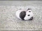 Funny Panda Trying to do Sit up