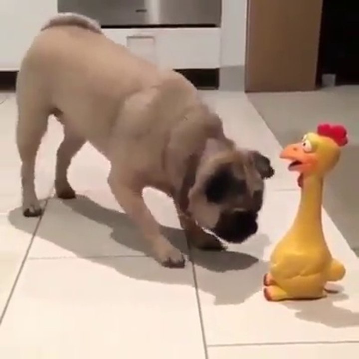 So funny dog video