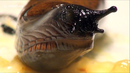 Interesting close-up footage of snail