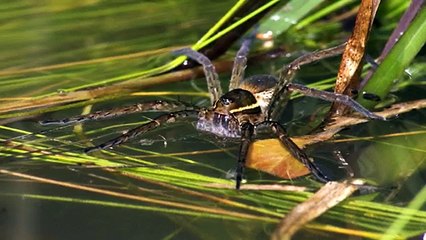 5 Animals That Can Walk On Water