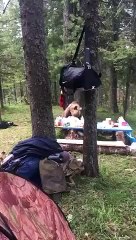 Un ours affamé s’incruste en plein camping pour voler de la nourriture