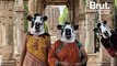 La vache plus sacrée que la femme en Inde ? Le message d'un photographe