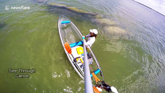 Canoeist surrounded by group of manatees