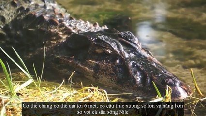 10 Sinh Vật Nguy Hiểm Nhất Rừng Rậm Amazon