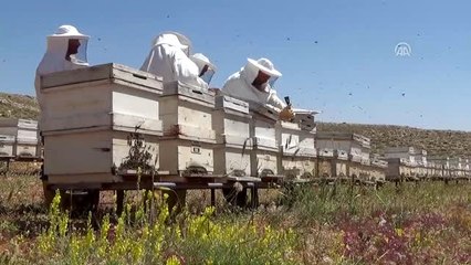 Toroslar'da Bal Sağım Heyecanı