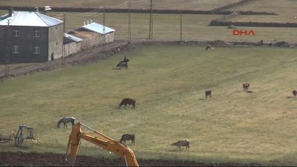 Kars Doğuda Hububatta Yüzde 75'e Varan Verim Düşüklüğü