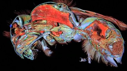 هذا الصباح- تقنية تصوير جديدة ثلاثية الأبعاد لتشريح النحل