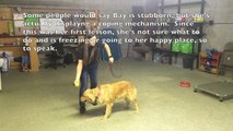 Bay Learning Sit With E Collar - Dog Psychology and Training Center