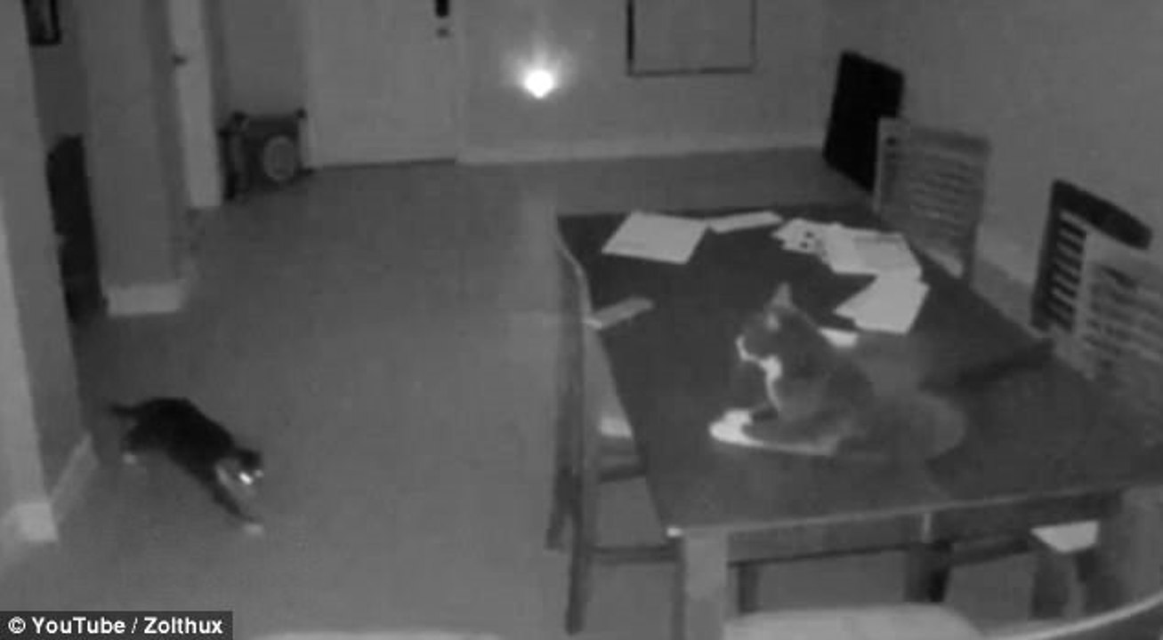 "Kedidir Kedi!" Evin Yaramaz Sakinleri, Alarmı Böyle Çalıştırdı