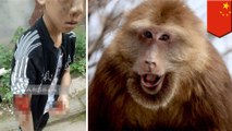 Father and son attacked by troop of monkeys who stole boy's toy