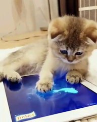 Cute kitten catching dinner
