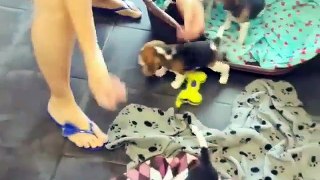 Cute puppies running away from bed