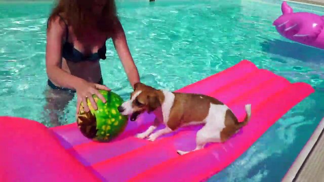 АКВАПАРК для СОБАКИ БАССЕЙН развлечений ИГРЫ В ВОДЕ КИПР | Elli Di Pets