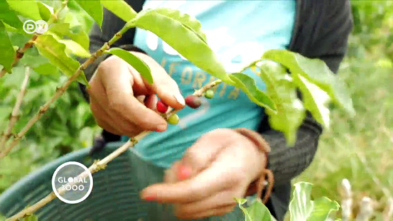 Klimafreundlicher Kaffeeanbau in Costa Rica | DW Deutsch