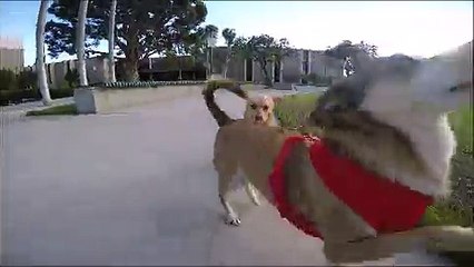 Dünyanın En Mutlu Köpeği